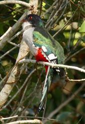Cuban Trogon: by vagabonds3, Views[399]