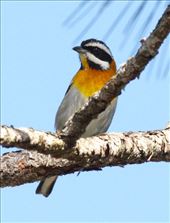 Western Spindalis: by vagabonds3, Views[572]