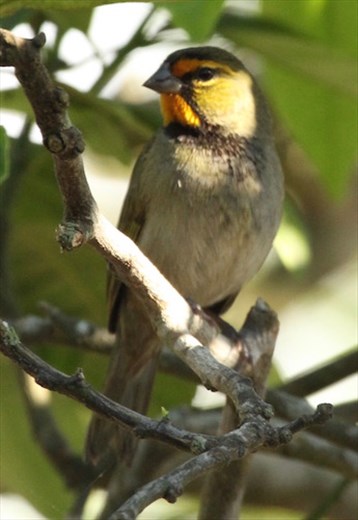 Yellow-faced Grassquit