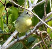 Zapata Sparrow: by vagabonds3, Views[548]