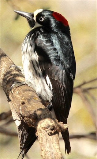 Acorn Woodpecker