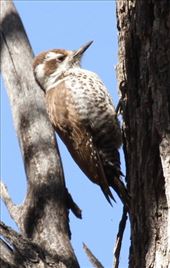 Arizona Woodpecker: by vagabonds3, Views[326]