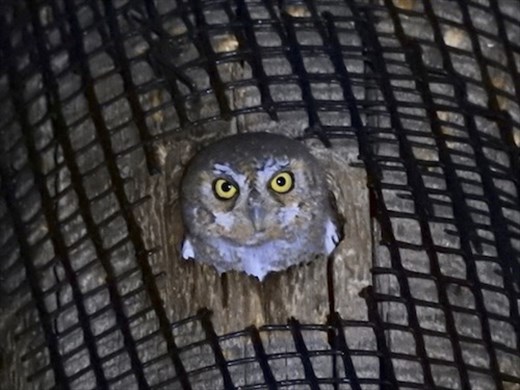 Elf Owl