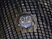Elf Owl: by vagabonds3, Views[318]