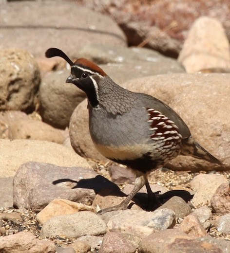 Gambel's Quail