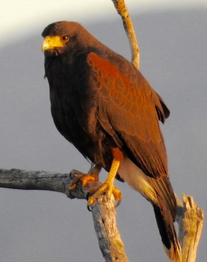 Harris's Hawk