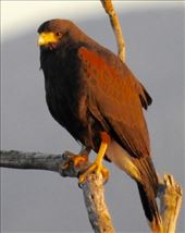 Harris's Hawk: by vagabonds3, Views[340]