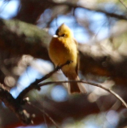 Tufted Flycatcher