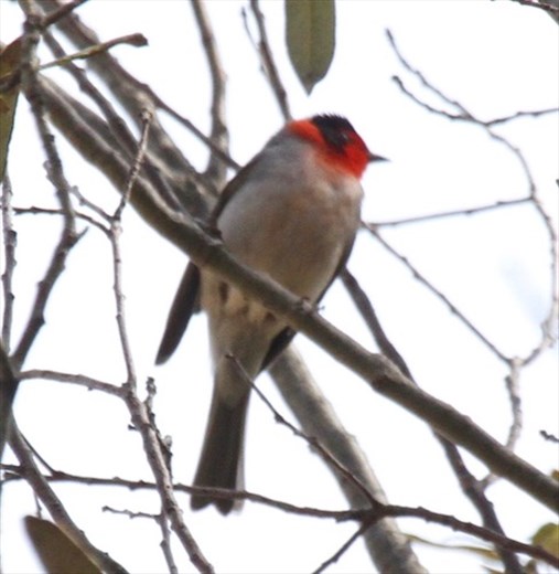 Red-Faced Warbler