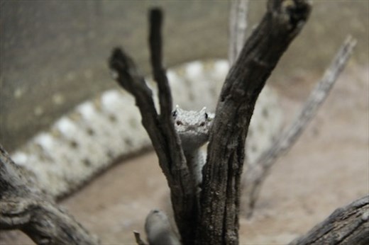 Rattler, Desert Museum