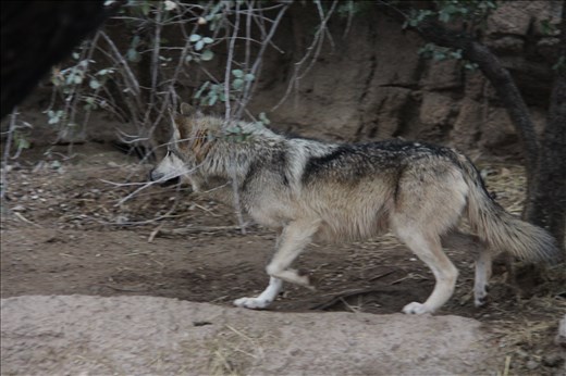 Mexican wolf, Desert Museum