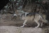 Mexican wolf, Desert Museum: by vagabonds3, Views[329]
