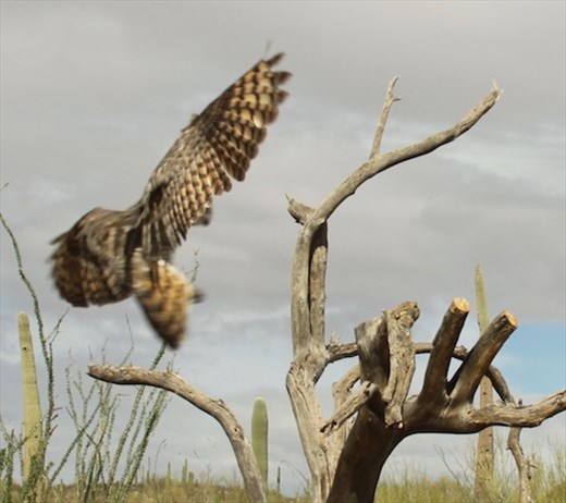 Great Horned Owl, Desert Museum