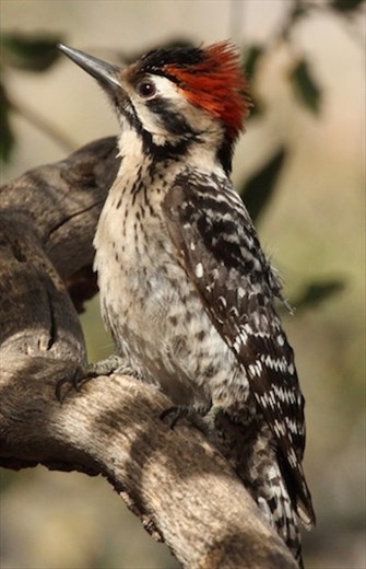 Ladder-back Woodpecker