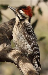 Ladder-back Woodpecker: by vagabonds3, Views[337]
