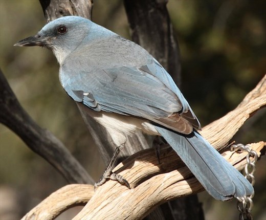 Mexican Jay