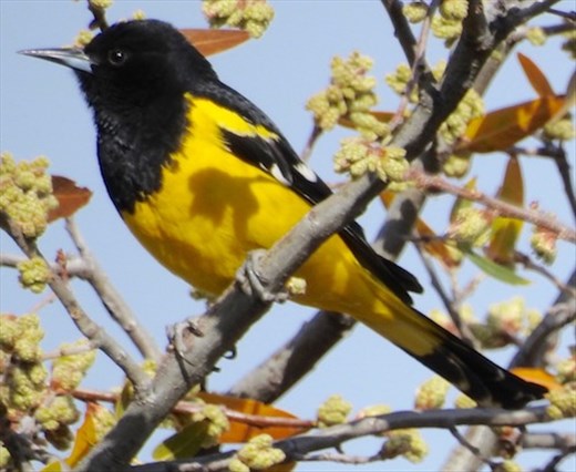 Scott's Oriole