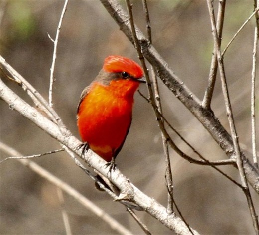 Vermillion Flycatcher