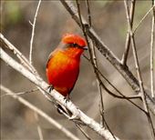 Vermillion Flycatcher: by vagabonds3, Views[425]