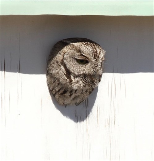 Western Screech Owl