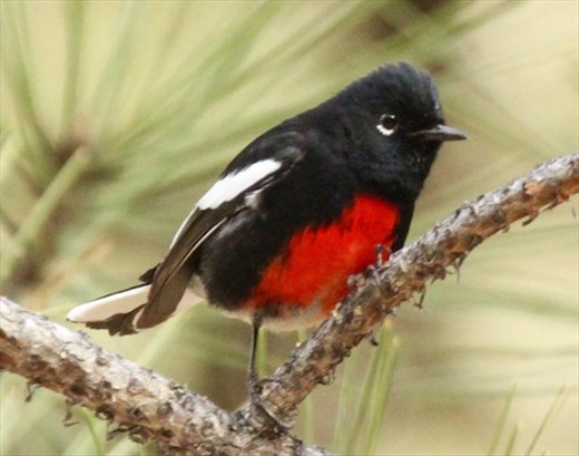 Painted Redstart