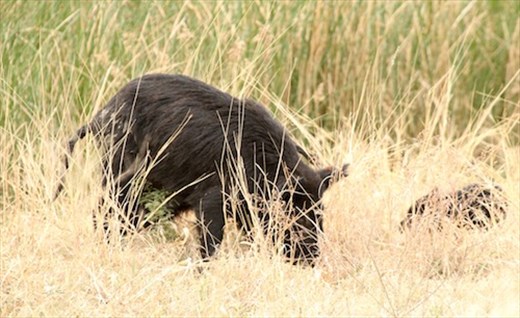Javelina Sow and Piglet