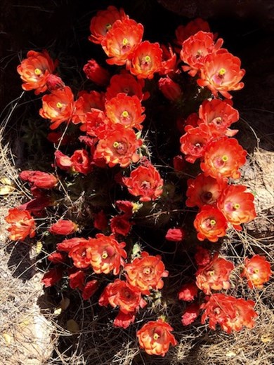 Barrel Cactus, Big Bend NP