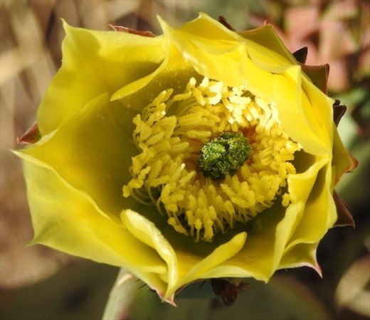 Prickly Pear,  Big Bend NP