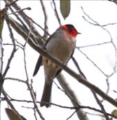 Red-Faced Warbler, first report of the season: by vagabonds3, Views[389]