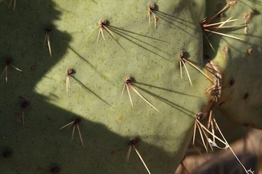 Prickly Pear,  Big Bend NP