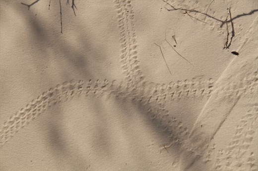 Tracks in the sand, White Sands NM