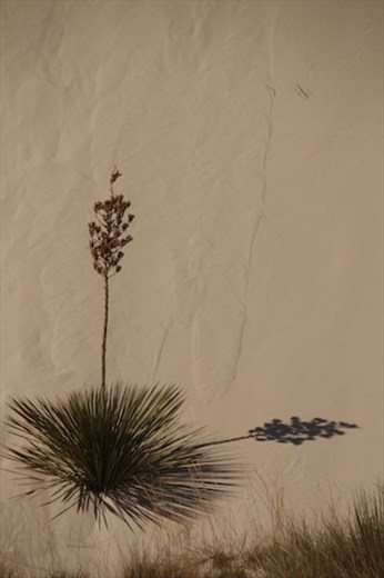 Yucca Shadow, White Sands NM