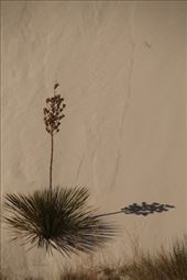 Yucca Shadow, White Sands NM: by vagabonds3, Views[414]