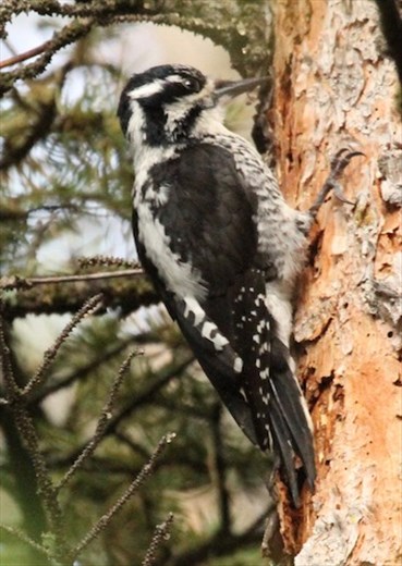 Three-toed woodpecker, Cub Lake, RNM