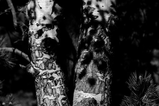 Aspens, Staunton State Park