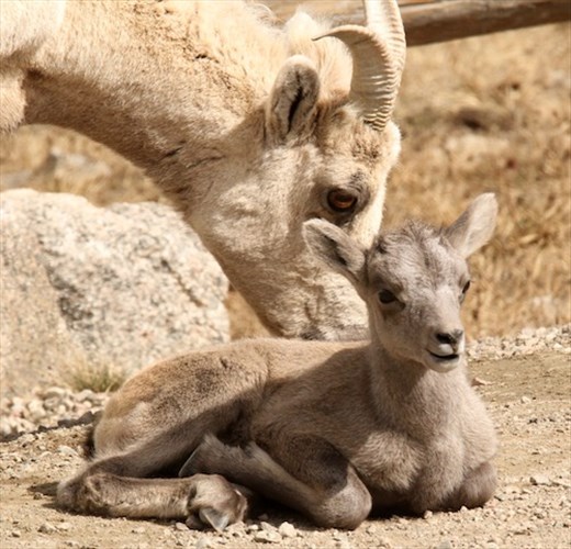 Bighorn lamb, Mt. Evans