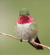Broadtail hummingbird, Rocky Mountain NP: by vagabonds3, Views[366]