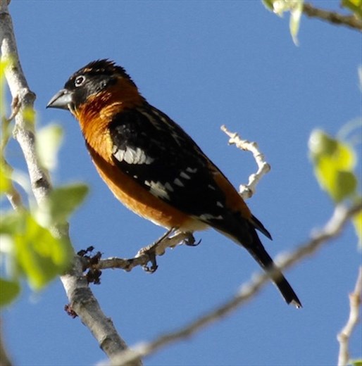 Bullock oriole, Roxborough State Park