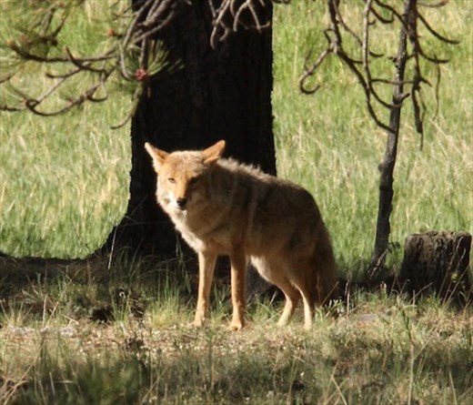 Coyote, Staunton State Park