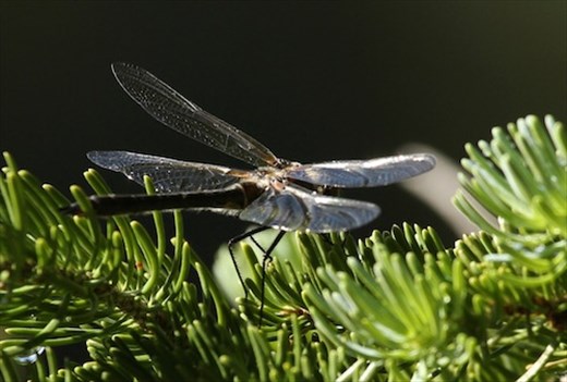 Dragon fly, Rocky Mountain NP