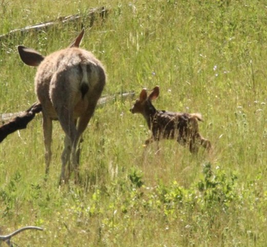Doe and fawn, Eldorado