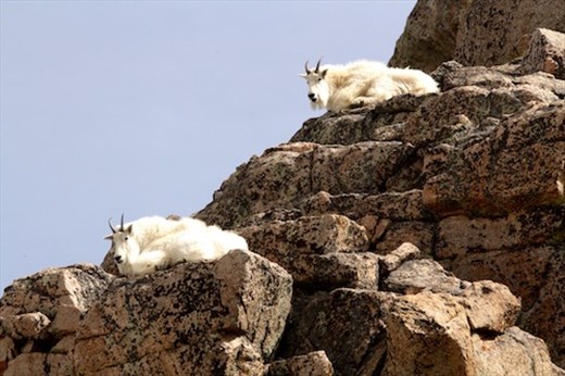 Mountain goats, Mt. Evans