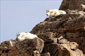 Mountain goats, Mt. Evans: by vagabonds3, Views[745]