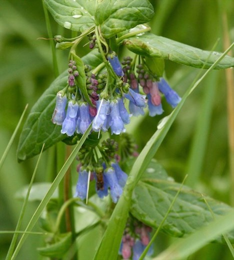 Harebells, Rocky Mountain National Park