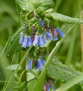 Harebells, Rocky Mountain National Park: by vagabonds3, Views[345]