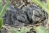 Killdeer chicks, Buckley AFB: by vagabonds3, Views[334]