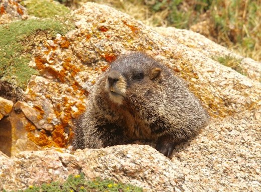 Yellow-bellied marmot, Mt. Evans