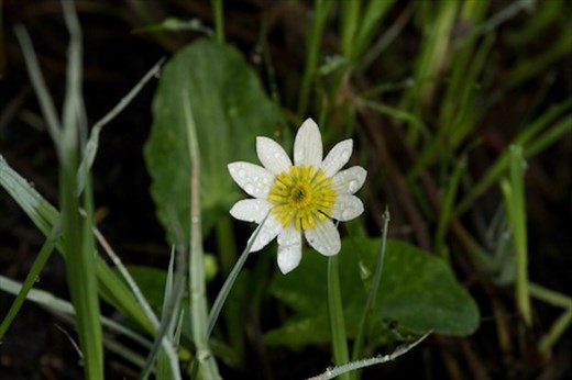 Marsh marigold, Rocky Mountain NP
