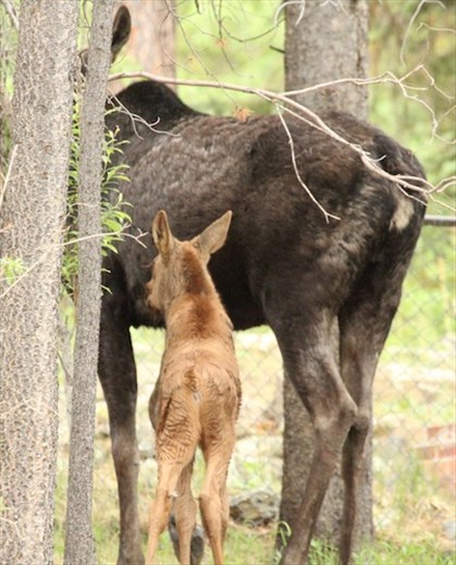 Moose and calf, Johnson's cabin