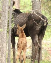 Moose and calf, Johnson's cabin: by vagabonds3, Views[349]